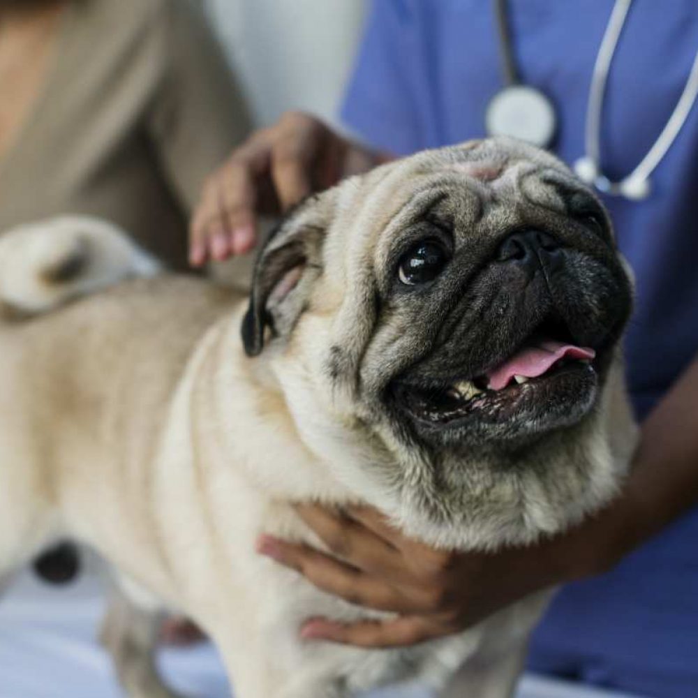 Pug mascota en una clínica veterinaria